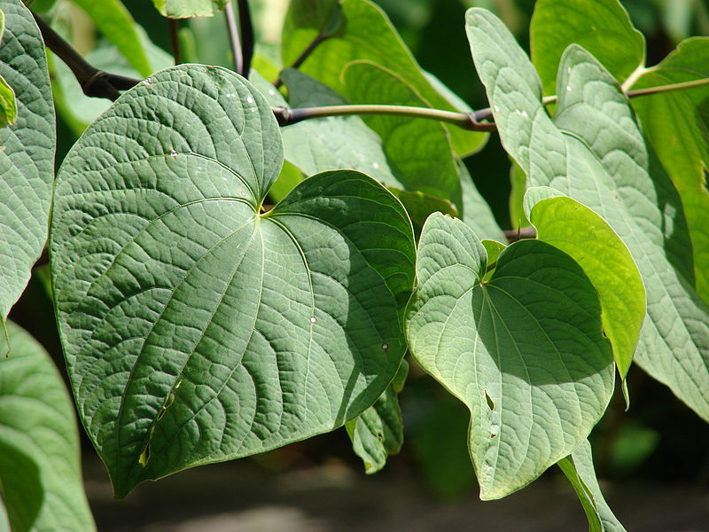A close up of a green leaf

Description automatically generated with low confidence